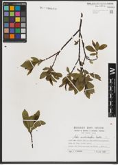 Foto von Salix mielichhoferi Saut.